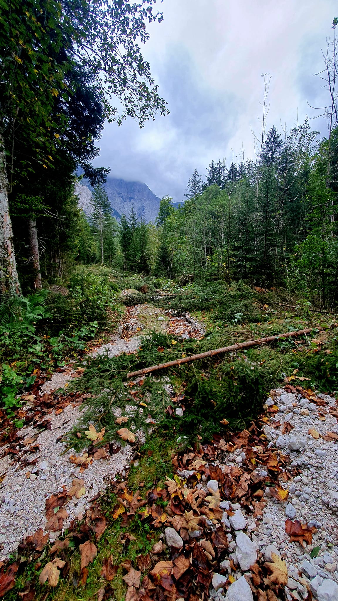 Delovna akcija Logarska dolina_3