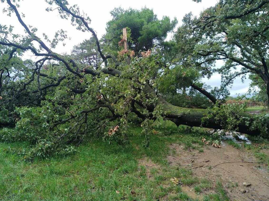 Porušen hrast 1