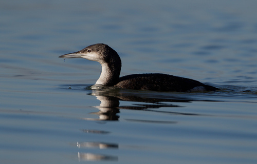 Polarni slapnik 2025 Duša Vadnjal