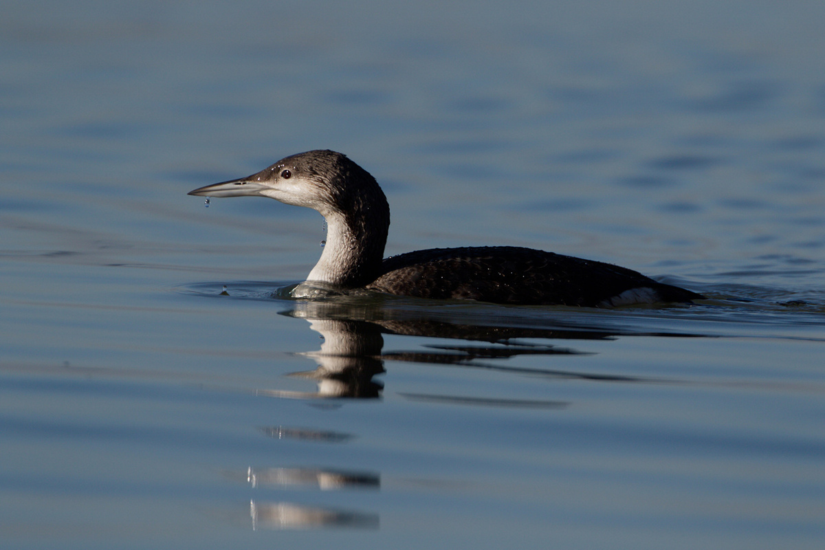 Polarni slapnik 2025 Duša Vadnjal